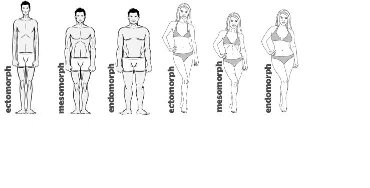 the body types